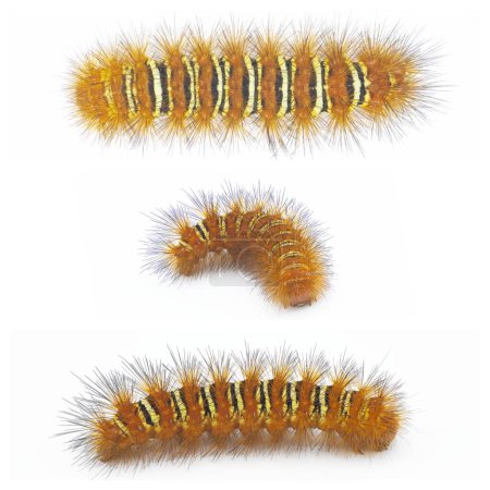 Spiny orange with yellow stripe Echo Moth Caterpillar - seirarctia echo - found in North America, in Georgia, Florida, Alabama and Mississippi isolated on white background three views