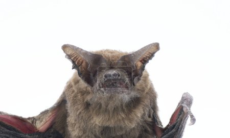 Tadarida brasiliensis - Mexican or Brazilian free tailed bat.  Found deceased on ground.  Isolated on white background close up of face, ears, nose leaf, thumb. Brown color