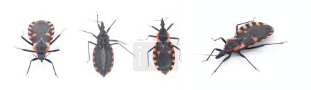Eastern Bloodsucking Conenose Kissing Bettwanzen - Triatoma sanguisuga - ein Insekt überträgt Chagas-Krankheit - Trypanosoma cruzi - die Menschen im Gesicht, um den Mund oder die Augen stechen, vier Ansichten