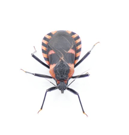 Conénose suceur de sang de l'Est Lit de baiser Bug - Triatoma sanguisuga - un insecte transmet la maladie de Chagas - Trypanosoma cruzi - qui piquent les humains au visage, autour de la bouche ou des yeux, vue de face supérieure