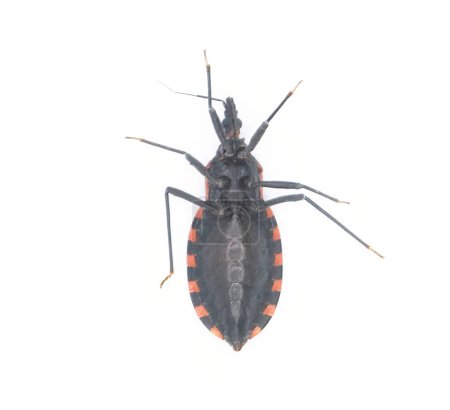Eastern Bloodsucking Conenose Kissing Bettwanzen - Triatoma sanguisuga - ein Insekt überträgt Chagas-Krankheit - Trypanosoma cruzi - die Menschen im Gesicht, um den Mund oder die Augen beißen, ventrale Ansicht