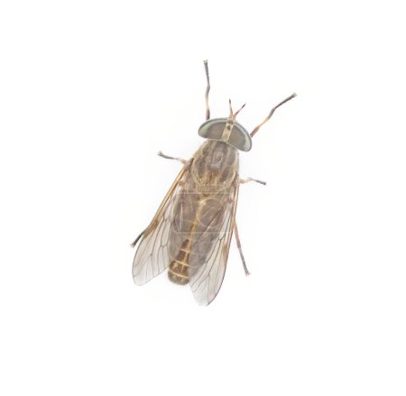 mouche à cheval rayée - Tabanus lineola - espèce de mouche à cheval jaune piquante. Il est connu dans l'est et le sud des États-Unis et sur la côte du golfe du Mexique isolé sur fond blanc vue du dessus