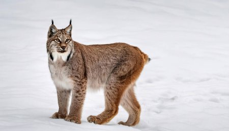 Kanada oder kanadischer Luchs - Lynx canadensis - eine mittelgroße Wildkatze mit langem, dichtem Fell, dreieckigen Ohren mit schwarzen Büscheln an den Spitzen und breiten, schneeschuhähnlichen Pfoten. Isoliert auf weißem Hintergrund