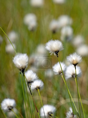 Photo for Close-up of flowering cotton grass (Eriophorum) in a moorland landscape in Mecklenburg-Western Pomerania Germany. - Royalty Free Image