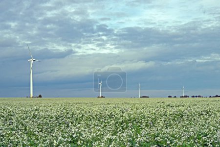 Foto de Four wind turbines in an agricultural field with flowering plants in Lower Saxony, Germany. - Imagen libre de derechos
