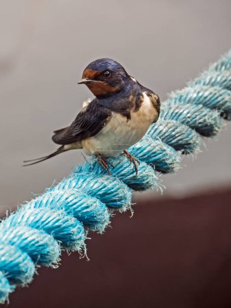 Foto de Close-up of a barn swallow (Hirundo rustica) sitting on a rope - Imagen libre de derechos