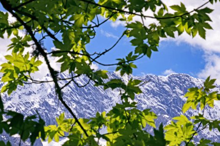 Téléchargez les photos : Vue à travers les feuilles d'un arbre jusqu'au massif des montagnes Wetterstein dans les Alpes bavaroises, Allemagne - en image libre de droit