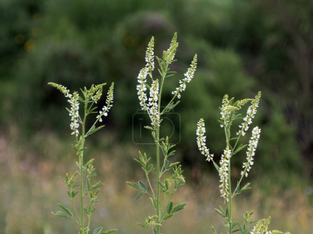 Photo for Close-up of white sweet clover, Melilotus albus, with inflorescences - Royalty Free Image