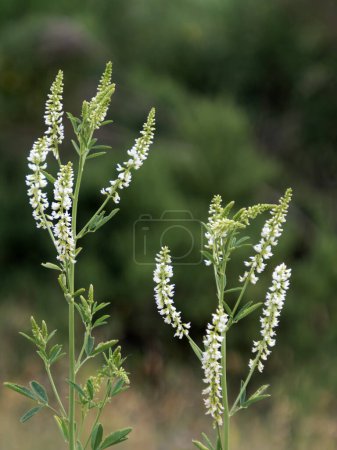Photo for Close-up of white sweet clover, Melilotus albus, with inflorescences - Royalty Free Image