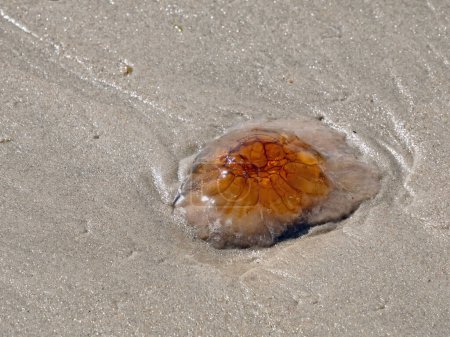 Nahaufnahme einer Qualle an einem Sandstrand an der Nordsee in Dänemark