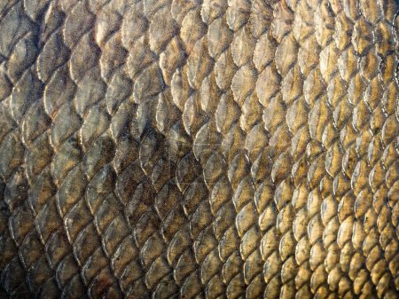 Foto de La estructura de las escamas de un pez (dorada) como fondo - Imagen libre de derechos