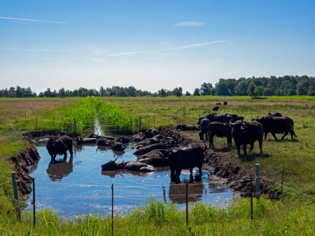 Foto de Una manada de búfalos de agua bañándose en un estanque en un pastizal en Mecklemburgo-Vorpommern, Alemania - Imagen libre de derechos