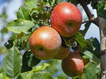 Foto de Primer plano de cuatro manzanas rojas en un manzano - Imagen libre de derechos