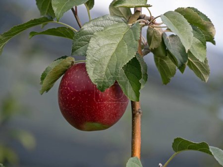 Foto de Primer plano de una manzana roja en un manzano - Imagen libre de derechos