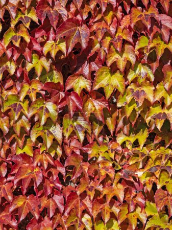 Foto de Primer plano de las hojas coloridas de la vid silvestre (Parthenocissus) aferrándose a una pared - Imagen libre de derechos