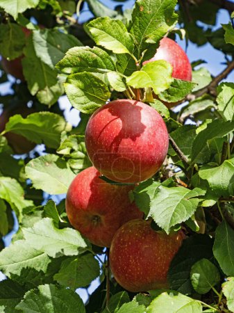 Foto de Primer plano de cuatro manzanas rojas en un manzano - Imagen libre de derechos
