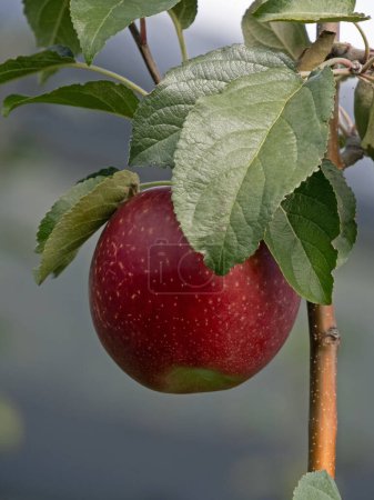 Foto de Primer plano de una manzana roja en un manzano - Imagen libre de derechos