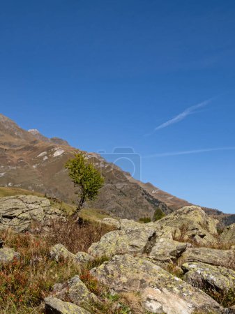 Blick auf einen einzelnen Baum in der Felslandschaft des Passeiertales bei Pfelders im Naturpark Texelgruppe, Südtirol, Italien