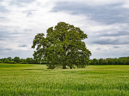 Foto de Un roble poderoso (Quercus) se encuentra en un campo con cebada en Schleswig-Holstein, Alemania - Imagen libre de derechos