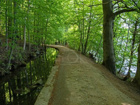 Una ruta de senderismo conduce a través del bosque en el lago Dieksee en Holstein Suiza, cerca de Plon, Alemania