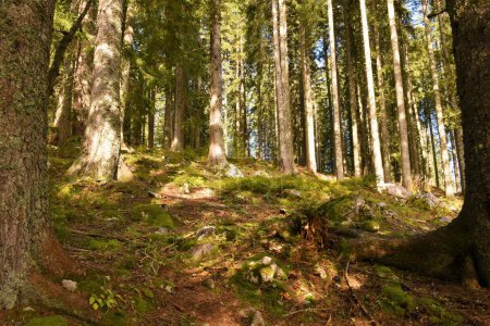 Foto de Bosque de picea (Picea abies) en Pokljuka, Eslovenia - Imagen libre de derechos