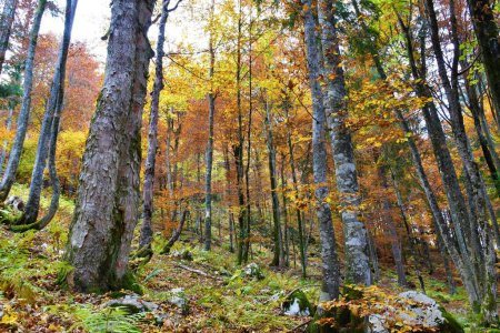 Foto de Colorido arce sycamore de hoja ancha, templado, caducifolio (Acer pseudoplatanus) y haya europea (Fagus sylvatica) bosque en colores amarillos y rojos de otoño - Imagen libre de derechos