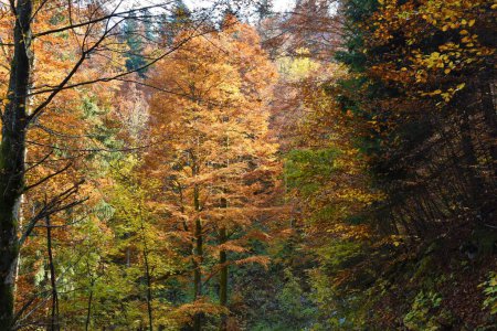Foto de Haya europea (Fagus sylvatica) árboles en orage colores otoñales - Imagen libre de derechos