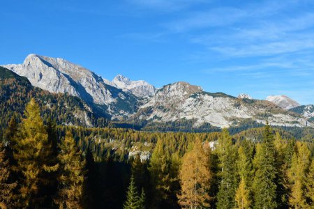 Foto de Vista de la montaña Debeli vrh y el paso de la montaña Laz en los Alpes Julianos y el parque nacional Triglav, Gorenjska, Eslovenia en otoño con alerces de color dorado - Imagen libre de derechos