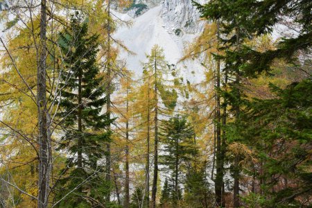 Foto de Bosque montañoso de coníferas con alerces caducifolios y abetos siempreverdes y un solado detrás - Imagen libre de derechos