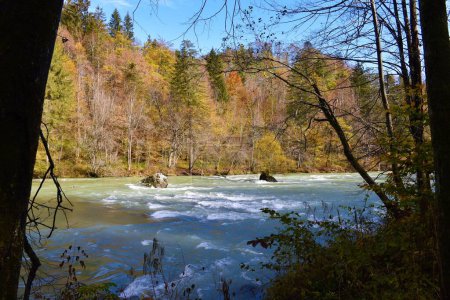 Foto de Rápidos en el río Sava en Gorenjska, Eslovenia con un colorido bosque de color otoño en colores amarillo y naranja en la orilla - Imagen libre de derechos