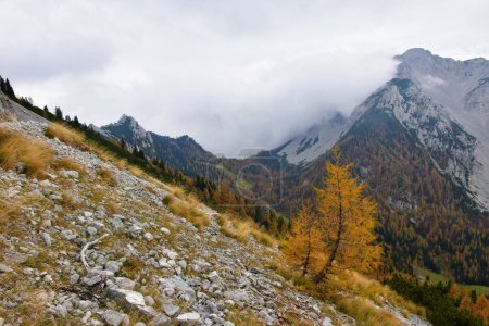 Foto de Vista del valle de Zelenica en las montañas Karavanke con la montaña Begunjscica arriba y un alerce solitario de color dorado en una pendiente - Imagen libre de derechos