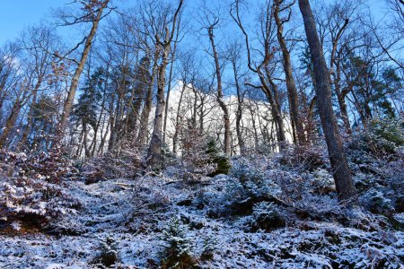 Téléchargez les photos : Snow covered forest with Sessile oak (Quercus petraea) trees and ground covered in snow - en image libre de droit