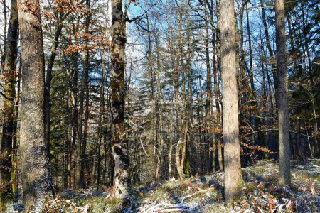 Téléchargez les photos : Sessile oak (Quercus petraea) and common beech (Fagus sylvatica) forest lit by sunlight in winter - en image libre de droit