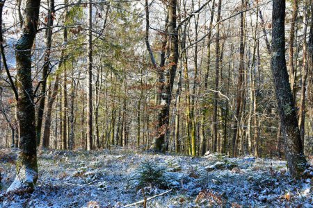 Photo for Sessile oak (Quercus petraea) forest in winter - Royalty Free Image