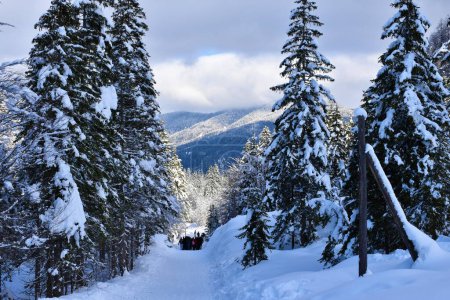Téléchargez les photos : Parcours à travers une forêt de conifères d'épinettes à Tamar en hiver avec des collines couvertes de forêts derrière à Gorenjska, en Slovénie et un groupe de personnes sur le sentier - en image libre de droit