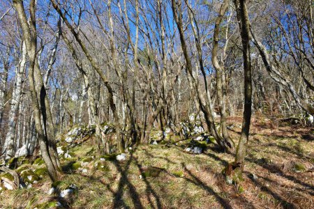 Foto de Temperate, deciduous, broadleaf forest with European hop-hornbeam (Ostrya carpinifolia) trees - Imagen libre de derechos