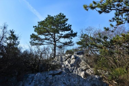Pin d'Autriche ou pin noir (Pinus nigra) dans une forêt méditerranéenne rocheuse