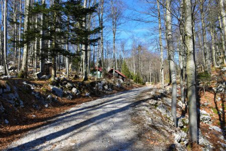 Foto de Camino de grava que conduce a través de un bosque de haya (Fagus sylvatica) en invierno con una casa de campo al lado de la carretera - Imagen libre de derechos