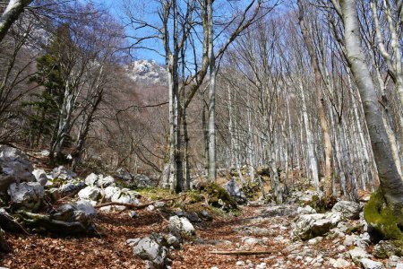 Foto de Sendero que conduce a través de un bosque de hayas caducifolias templadas (Fagus sylvatica) debajo de Nanos en Notranjska, Eslovenia - Imagen libre de derechos