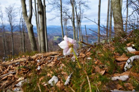 Foto de Rosa de Navidad (Helleborus niger) flor en foco selectivo en un bosque de haya templado y caducifolio (Fagus sylvatica) con colinas cubiertas de bosques en Gorenjska, Eslovenia - Imagen libre de derechos