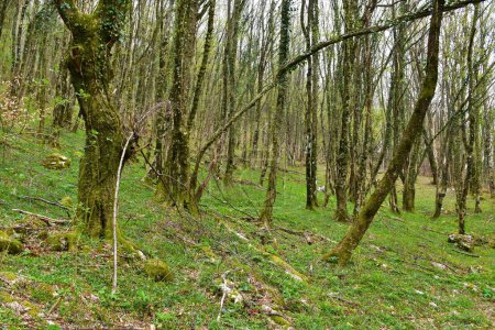Téléchargez les photos : Belle forêt de charme (Carpinus betulus) tempérée, caduque, feuillue au printemps avec une végétation herbacée luxuriante recouvrant le sol - en image libre de droit