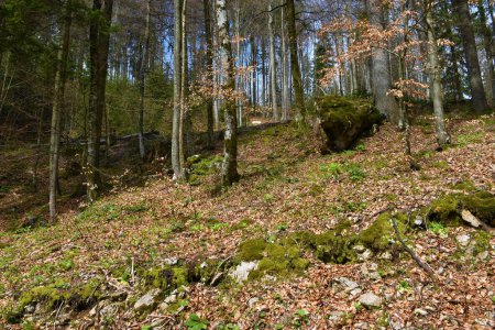 Foto de Bosque de haya templado, caducifolio, de hoja ancha (Fagus sylvatica) con vegetación primaveral que cubre el suelo - Imagen libre de derechos