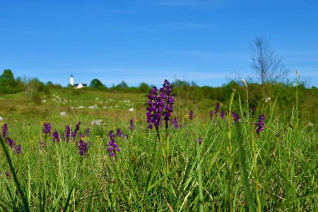 Photo for Green-winged orchid (Anacamptis morio) flowers in selective focus on a meadow in the countryside at Dreznik grad with the church in the background in Lika-Senj county, Croatia - Royalty Free Image