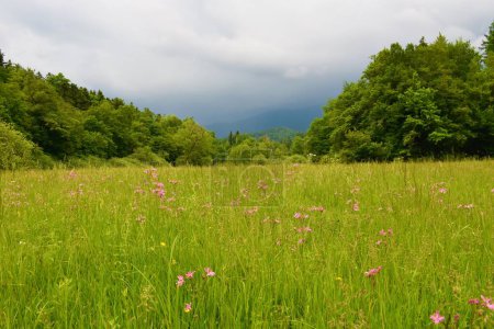 Photo for Meadow with pink ragged-robin (Silene flos-cuculi) flowers at Rakov Skocjan in Notranjska, Slovenia with storm clouds behind - Royalty Free Image