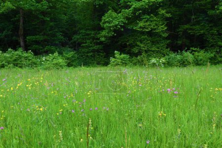 Photo for Colorful meadow with pink and yellow flowers and forest behind - Royalty Free Image