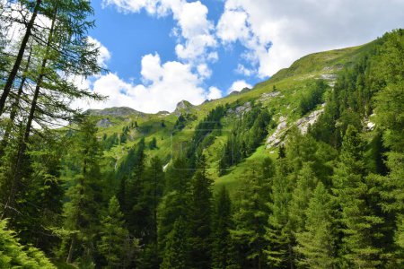 Photo for Mountains in in Ankogelgruppe, High Tauern, Austria and a larch forest bellow - Royalty Free Image