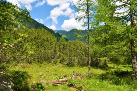 Photo for Alpine meadow with larch (Larix decidua) and mugo pine (Pinus mugo) in High Tauern, Austria - Royalty Free Image