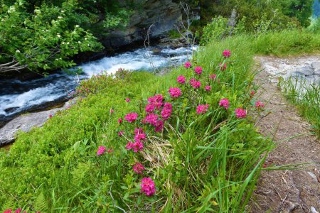 Photo for Pink alpenrose (Rhododendron ferrugineum) above Muritzen stream in Ankogelgruppe, High Tauern, Austria - Royalty Free Image