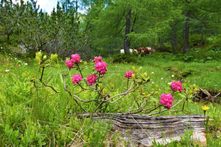 Photo for Meadow with pink alpenrose (Rhododendron ferrugineum) plant in High Tauern, Austria - Royalty Free Image