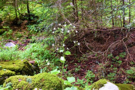 Foto de Saxifraje blanco de hoja redonda (Saxifraga rotundifolia) flores - Imagen libre de derechos